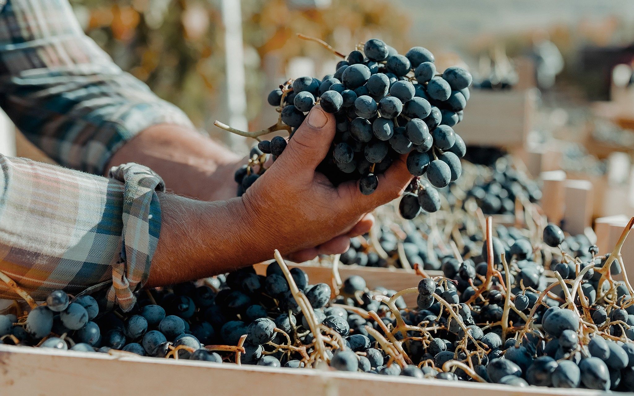 Vini della Valtellina