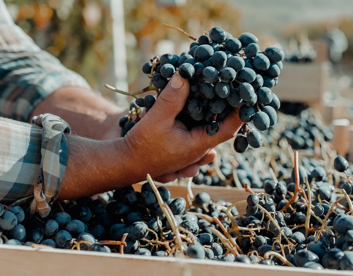 Vini della Valtellina